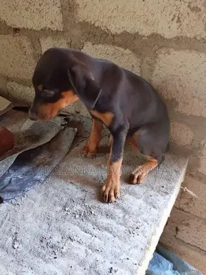 ඩොබර්මන් බල්ලා