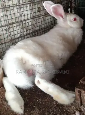 White Rabbit