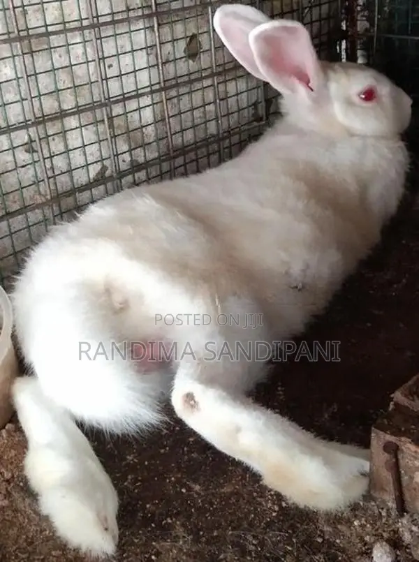 White Rabbit