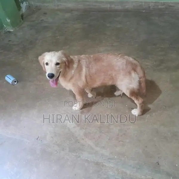 Golden Retriever