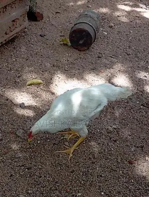 සුදු කුකුලෙකු විකිණිමට
