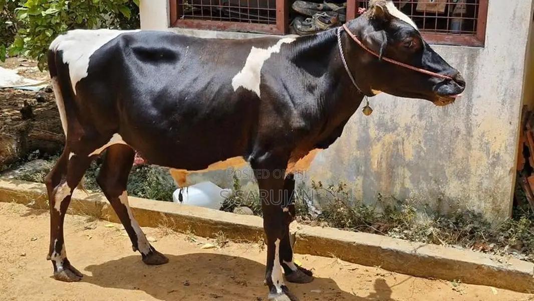 நாம்பன் மாடுகள்