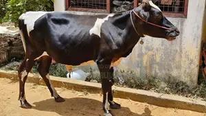 நாம்பன் மாடுகள்