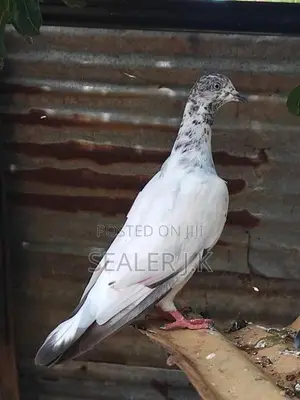 Pigeon