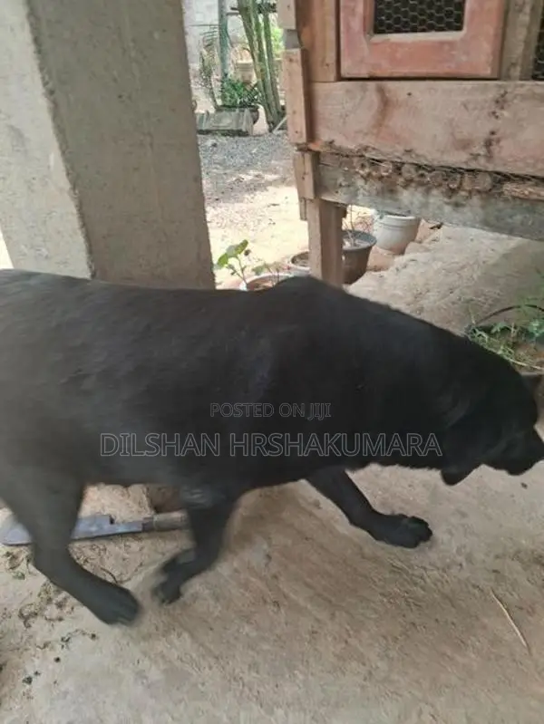 labrador black female dog