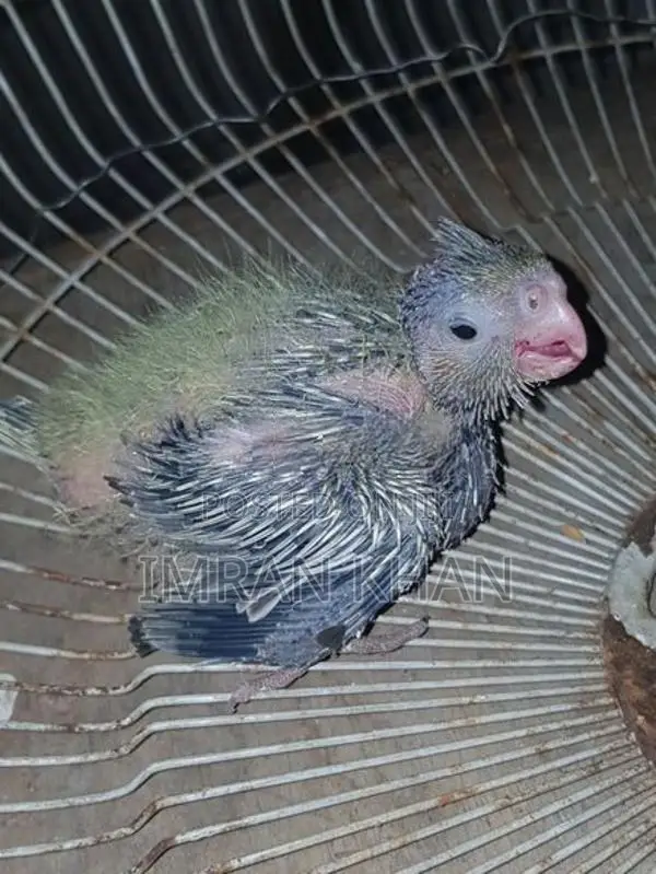 Cockatiel Birds