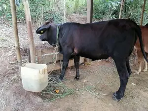 Sahiwal Cattle