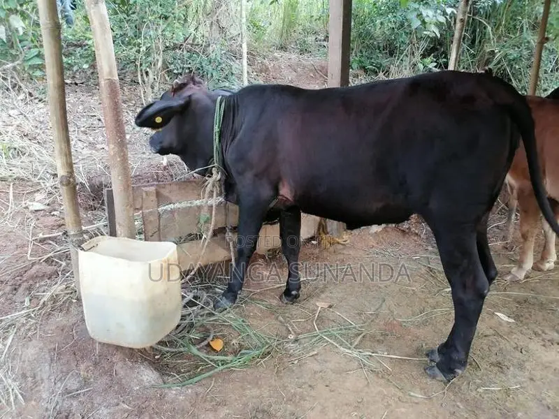 Sahiwal Cattle