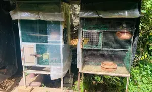 Bird Cage with Birds