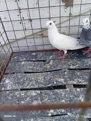 Pigeon