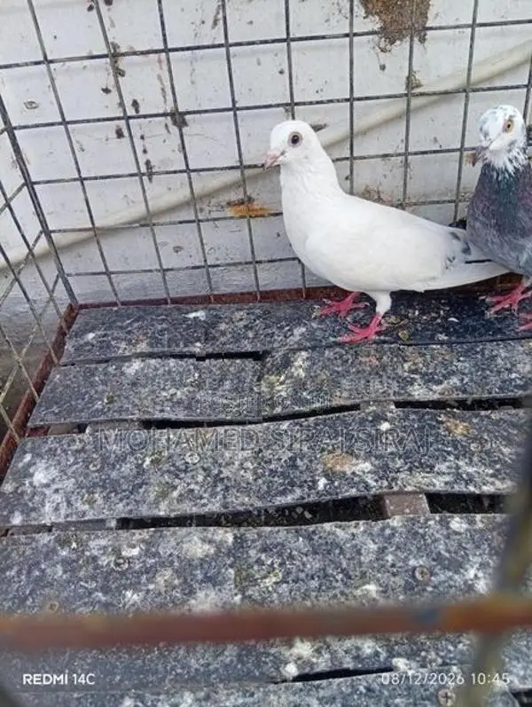 Pigeon