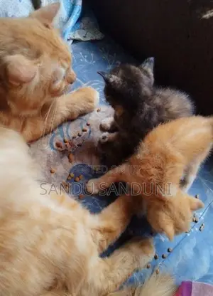Persian Mix Cat