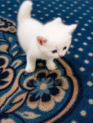 pure Persian kittens