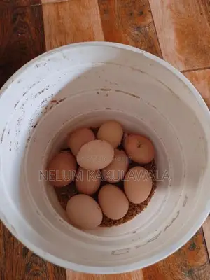 බ්‍රාහ්මා බිත්තර විකිණීමට