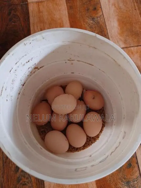 බ්‍රාහ්මා බිත්තර විකිණීමට