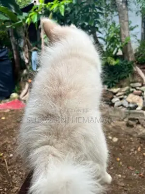 pomeranian