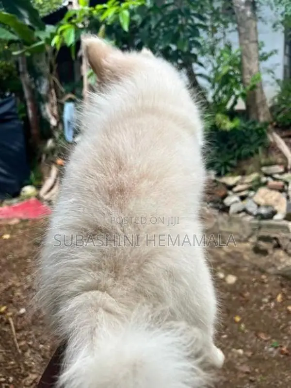 pomeranian