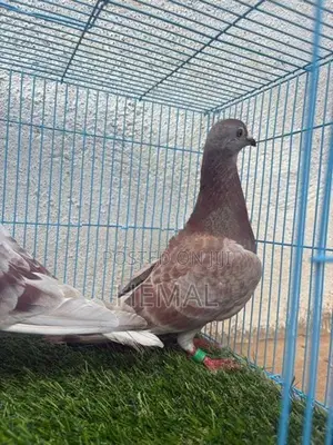 Racing Homer Pigeons