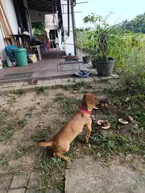 dashound dog