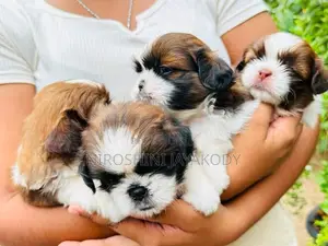 shih tzu puppies