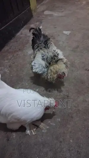Phantom Hens