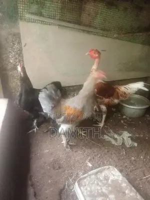 බ්‍රාමා කුකුලන්