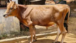 நாம்பன் மாடுகள்