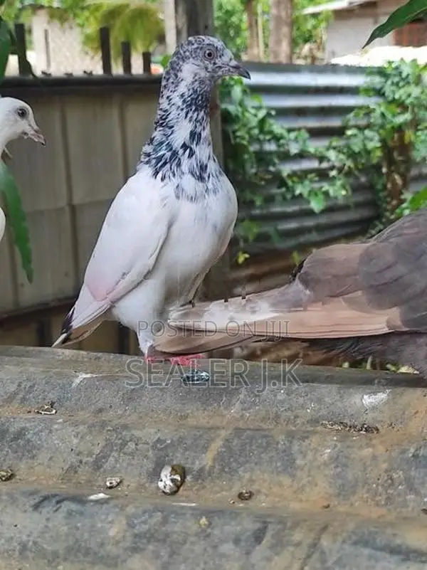 Pigeon