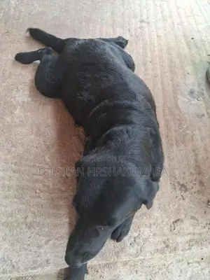 labrador black female dog