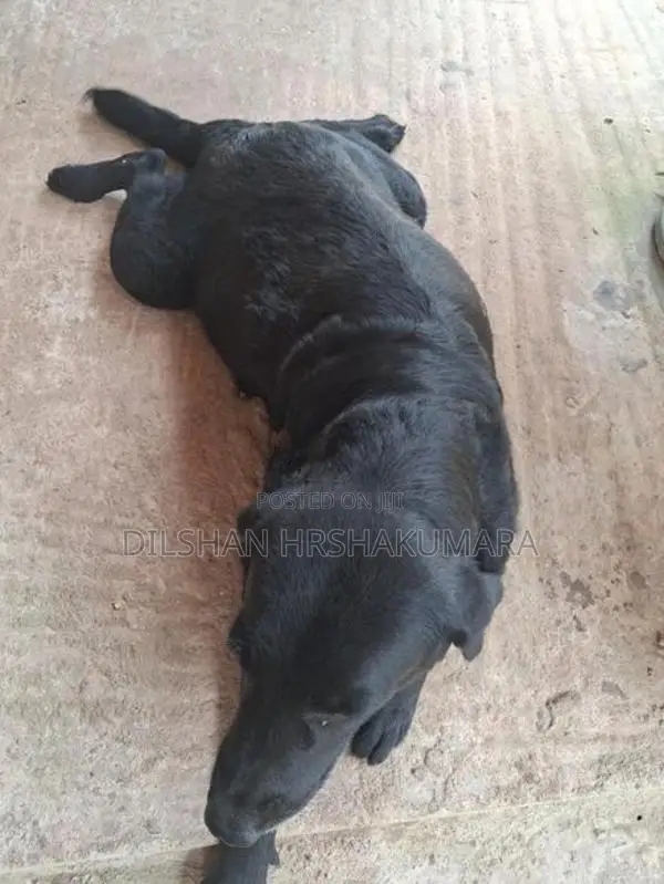 labrador black female dog