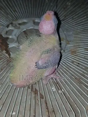 Cockatiel Birds