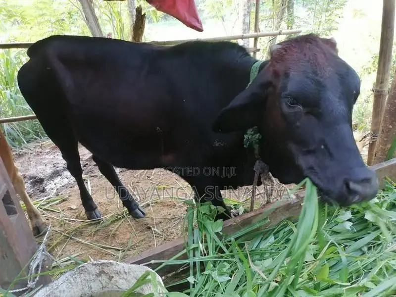 Sahiwal Cattle