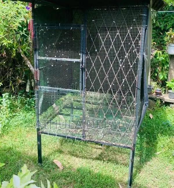 Bird Cage with Birds