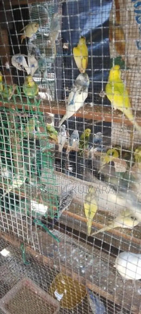 Love Birds
