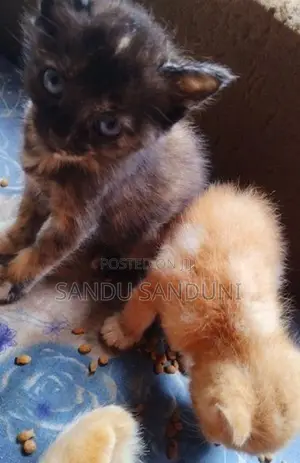 Persian Mix Cat