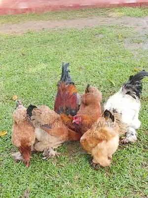 බ්‍රාහ්මා බිත්තර විකිණීමට