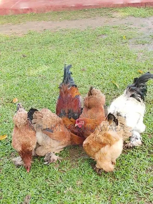බ්‍රාහ්මා බිත්තර විකිණීමට