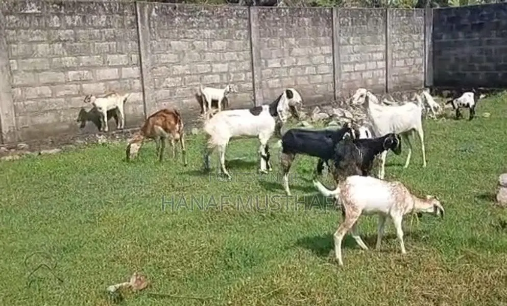 பால் ஆடு