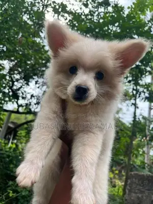 pomeranian