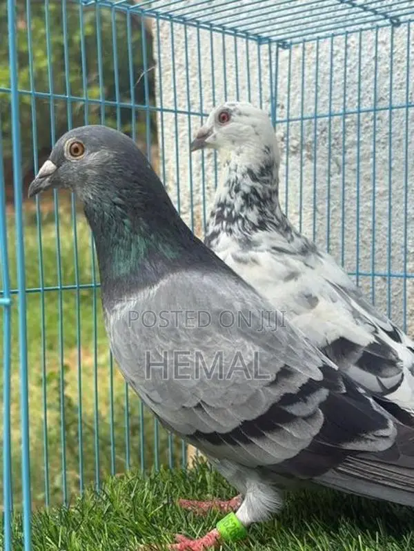 Racing Homer Pigeons