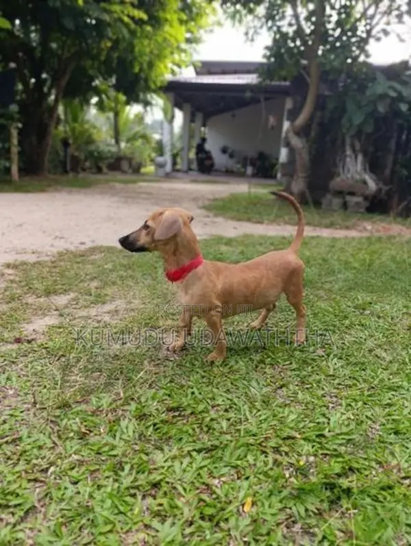 dashound dog