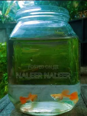 Albino Full Red Fish