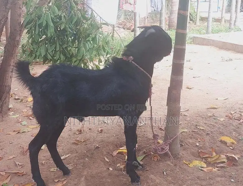 கிடாய்