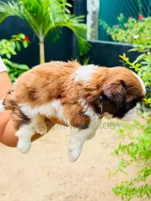 shih tzu puppies