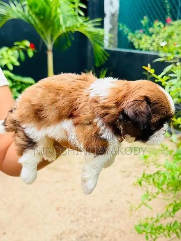 shih tzu puppies