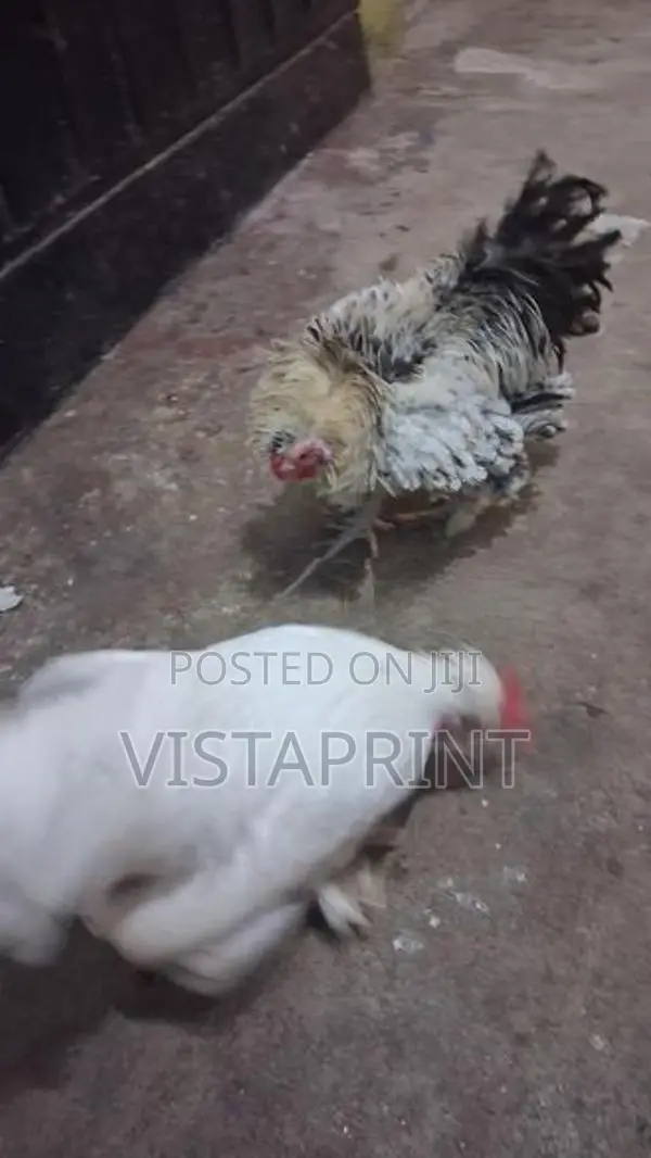 Phantom Hens