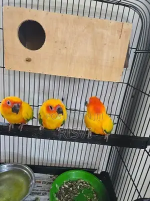 Sun Courure Birds