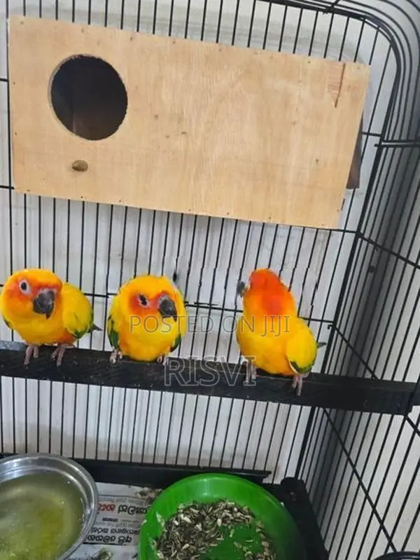 Sun Courure Birds