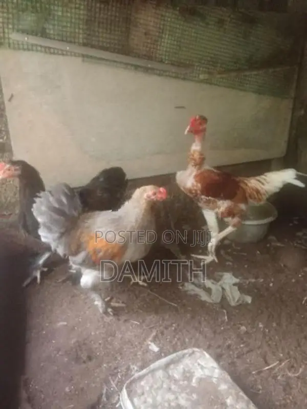 බ්‍රාමා කුකුලන්