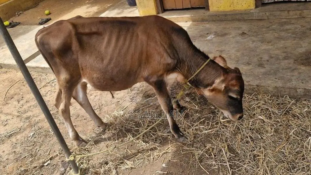 நாம்பன் மாடுகள்